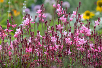 Prachtkerze oder Präriekerze (Gaura lindheimeri)