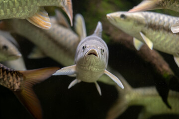 Close-up of a giant mahseer fish underwater.

