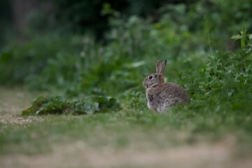 A rabbit sitting in front of bushes in the grass
