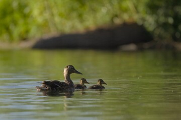 A duck swimming with two ducklings