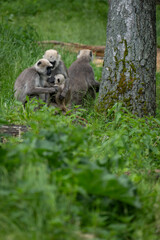 Sacred howler monkey on the ground with a baby.
