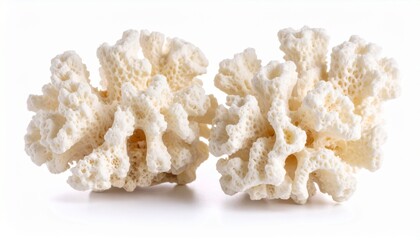 Corals two pieces of dried isolated white background