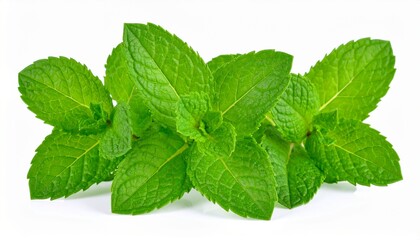 Fresh mint leaves isolated on white background