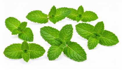Fresh mint leaves isolated on white background