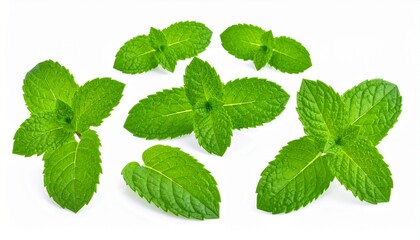 Fresh mint leaves isolated on white background