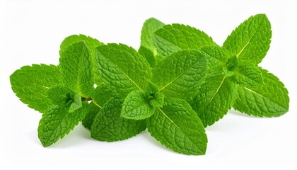 Fresh mint leaves isolated on white background