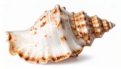 Obraz premium A seashell isolated on white background