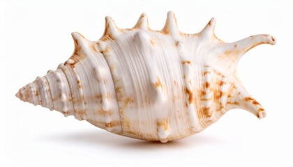 A seashell isolated on white background