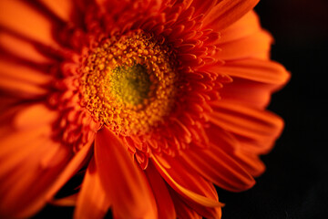 Flor cor-de-laranja com fundo preto