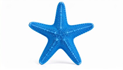 Obraz premium starfish, ocean, sea, marine, beach, aquatic, underwater, animal, wildlife, blue, nature, tropical, isolated, white, background, seaweed, shell, coral, sand, water, summer, exotic, creature, natural, 