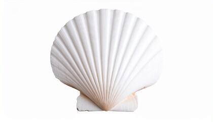 White elegant sea jacobean scallop shel isolated on transparent on white background