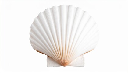 Fototapeta premium White elegant sea jacobean scallop shel isolated on transparent on white background