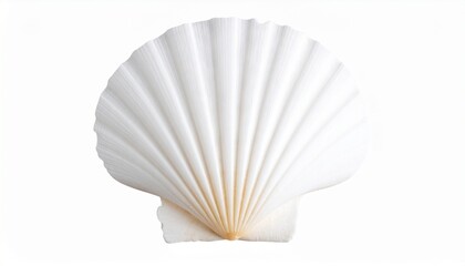 White elegant sea jacobean scallop shel isolated on transparent on white background