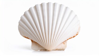 Scallops shell isolated on white background