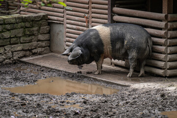 Two colored domestic pig outdoors in a paddock near the mud.
