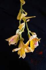 macro de flor amarela com fundo preto