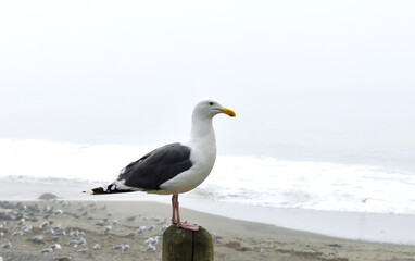 seagull on the pier in foggy weather