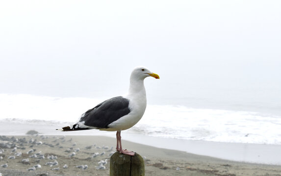 seagull on the pier in foggy weather