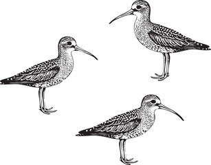 Three stylized birds stand in a on a white background.