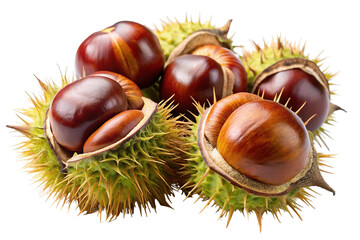 Closeup of horse chestnuts in spiky burrs isolated on transparent background