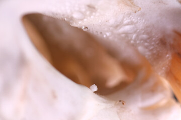 Cauliflower can develop brown spots due to oxidation, a chemical reaction from prolonged exposure...