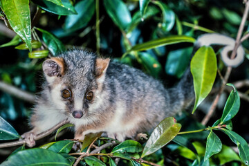 Australian Common Ringtail Possum in Lilly Pilly tree