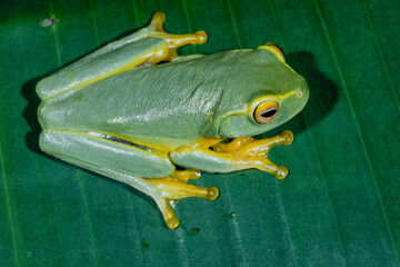 Australian Graceful Tree Frog resting on green leaf