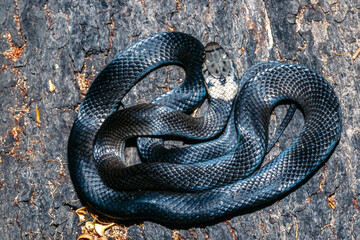 Close up of an Australian Pale-headed Snake