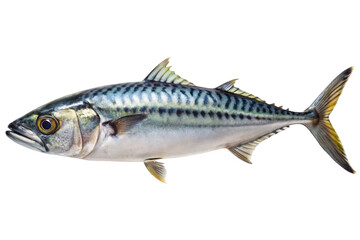 Obraz premium Atlantic mackerel fish isolated on transparent background
