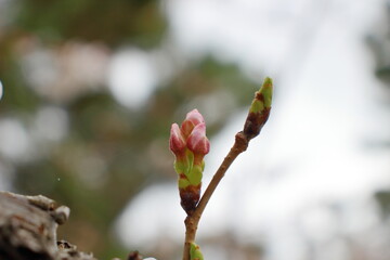 淡いピンク色の桜の蕾、春の息吹