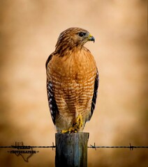 red tailed hawk