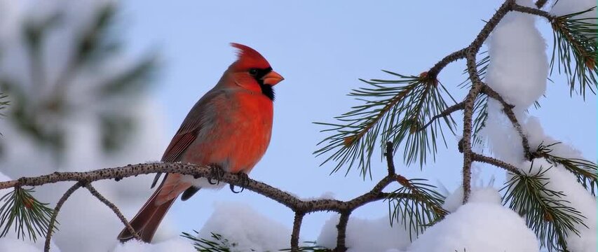 Anamorphic video Pine grosbeak in winter sunlight
