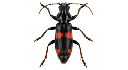 Detailed TopDown View of a Black and Red Longhorn Beetle with Segmented Antennae