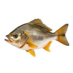 Freshwater fish with distinctive patterns and vibrant colors swimming in clear water environment transparent background, png