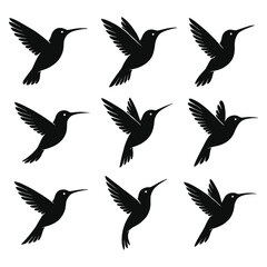 Humming bird Silhouette Vector Illustration on white background