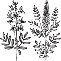 Fototapeta premium Two botanical stems display delicate flower clusters and vibrant foliage.