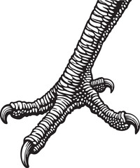 Fototapeta premium detailed of a bird’s claw.