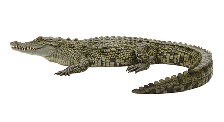 Naklejka premium Scaly Crocodile with Sharp Teeth and Powerful Tail Resting Sideways