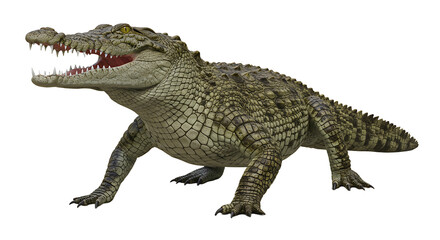 Naklejka premium Scaled Crocodile with Open Jaws and Sharp Teeth Standing Alert