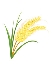 収穫前のお米の稲穂