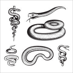 Obraz premium Four black and white snakes coil in various positions.