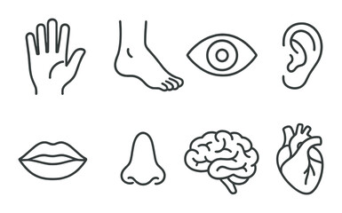 Obraz premium Body parts icons set – outline, anatomical, human organ symbols for medical design