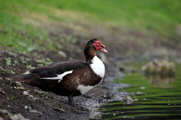 Wild duck on the bank of the lake