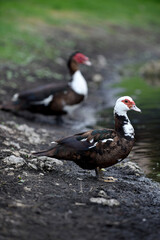 Wild duck on the bank of the lake