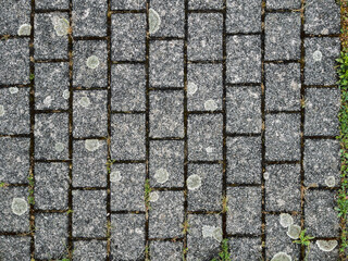 Textured Gray Cobblestone Pathway with Moss Growth