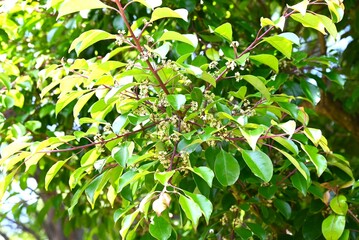 Round leaf holly (Ilex rotunda) flowers. Aquifoliaceae
Dioecious evergreen tree. Small white or pale purple flowers bloom in early summer and red berries in autumn.