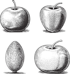 Four detailed black and white illustrations of apples and a fruit.