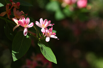 Beautiful blossoming pink bush honeysuckle outdoors, closeup