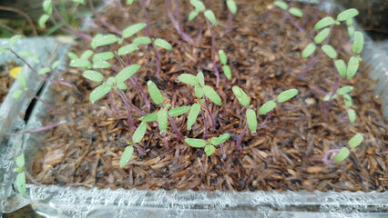 Tomato sprouts in dirt outdoors, top view