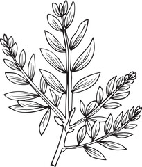 delicate branch displays numerous small rounded leaves and seed pods.